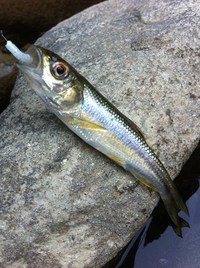 カワムツ釣行