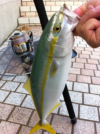 朝練　ツバスプラッキング