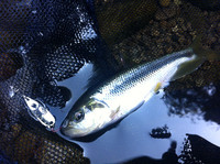 カワムツ釣行 in 2013