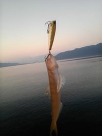 珍事・・・Σヽ(ﾟДﾟ○)ﾉ