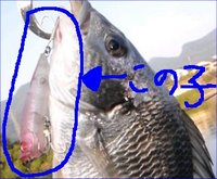 殉職∃ﾖﾖｮｮ｡+ﾟ(ﾉД`)ﾟ+｡ｮｮﾖﾖ∃ 2010/09/16 13:19:29
