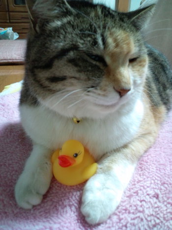 エリザベス(=^・^=)