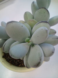 福だるまの花 2013/07/25 21:06:08