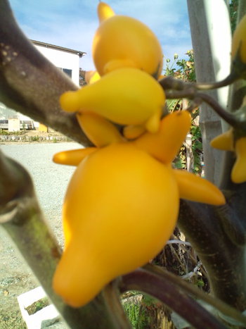 フォックスフェイス