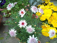 庭の花✿ 2013/05/14 22:19:52