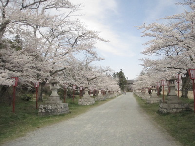 ✿桜✿