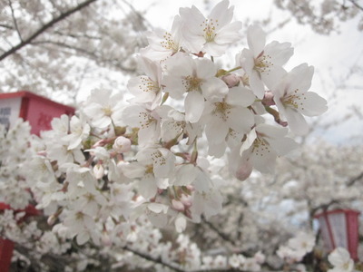 ✿桜✿