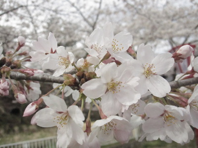✿桜✿
