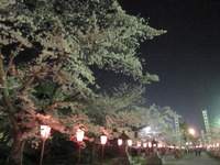 ✿夜桜✿ 2013/04/14 20:30:19