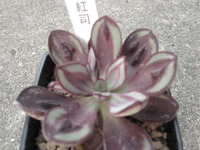 買った物 2013/05/08 22:31:56