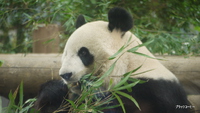 上野動物園
