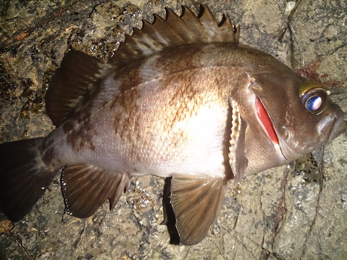 磯ナイトメバル釣行の巻