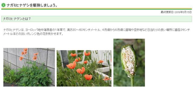 蜂と愚痴と外来種。