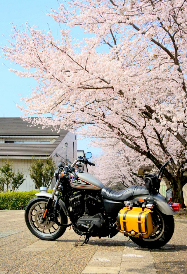 しらたまさんと、桜バイクのおはなし。 しらたまさんと、桜バイクのおはなし。
