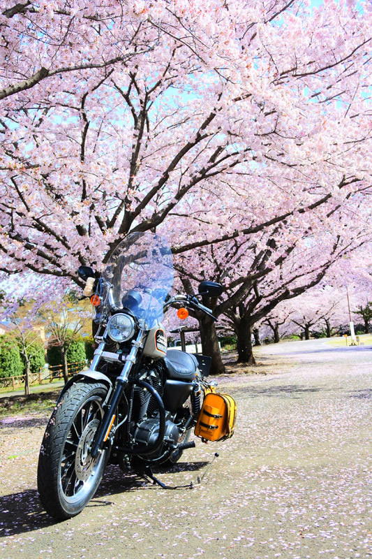 (*´∀｀*)桜ｽｷｽｷ♪　ウインドシールドを付けてのお出かけ♪