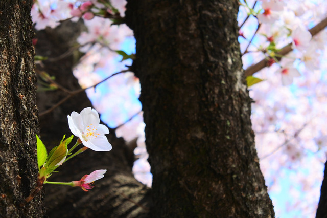 (*´∀｀*)桜ｽｷｽｷ♪　ウインドシールドを付けてのお出かけ♪