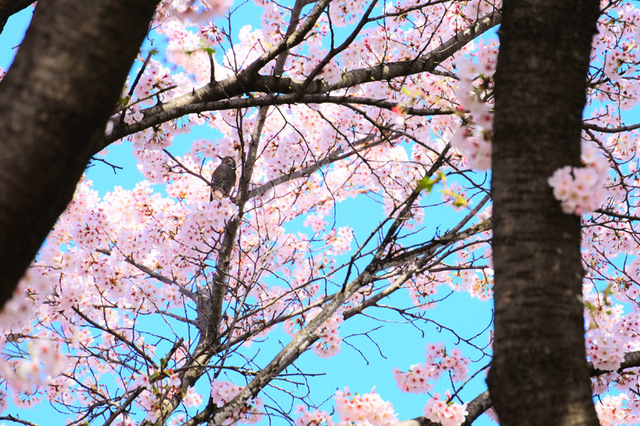 (*´∀｀*)桜ｽｷｽｷ♪　ウインドシールドを付けてのお出かけ♪