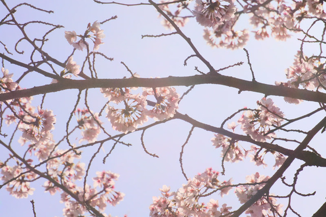 (*´∀｀*)桜ｽｷｽｷ♪　ウインドシールドを付けてのお出かけ♪