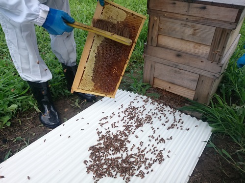 木更津、養蜂家訪問