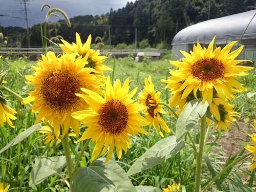 木更津、養蜂家訪問