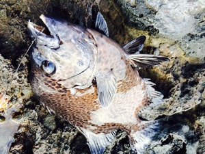 今年の釣りを振り返って・・・バスとか石鯛とか色々！