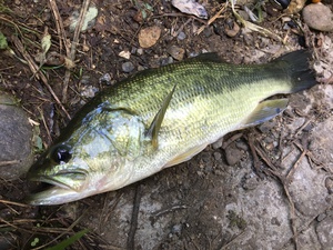 今年の釣りを振り返って・・・バスとか石鯛とか色々！