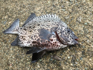 今年の釣りを振り返って・・・バスとか石鯛とか色々！