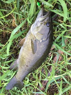 今年の釣りを振り返って・・・バスとか石鯛とか色々！