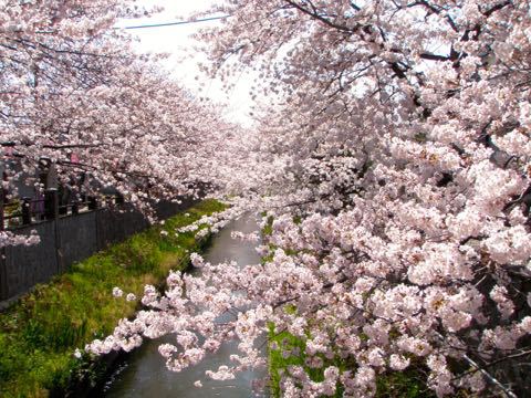 市川の桜