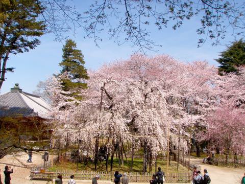 市川の桜