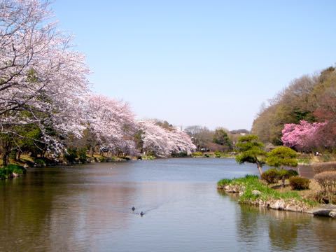 市川の桜