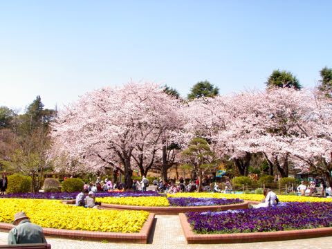 市川の桜