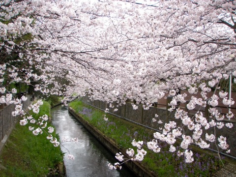 桜の季節