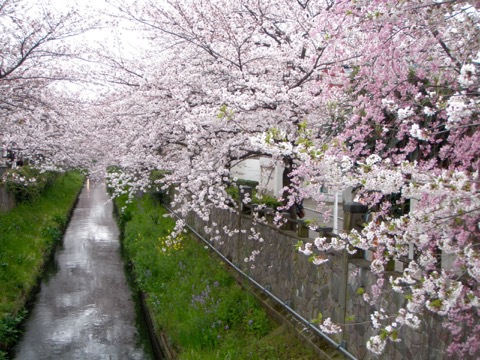 桜の季節