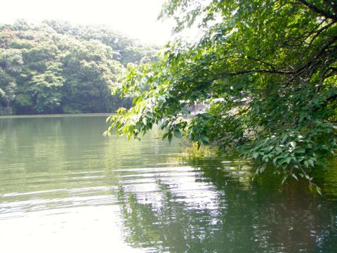 静岡野池　ポンズポンド