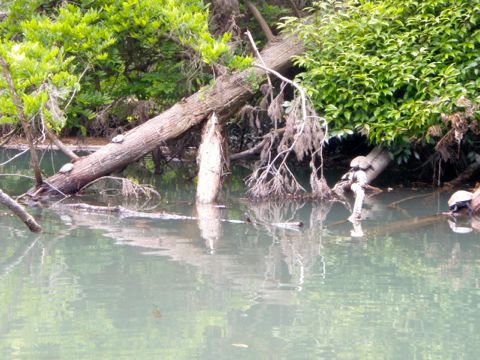 静岡野池　ポンズポンド