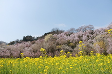 花見山散歩 4月1日 2018/04/03 09:51:19