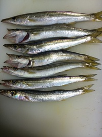 カマゲー