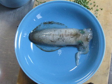 新子