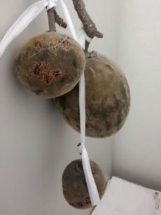 ボアブの木の実