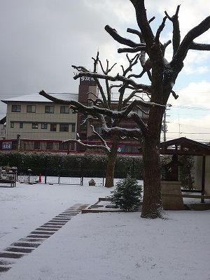 初雪