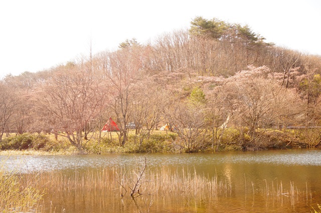 ＊＊三分咲き＊＊お花見キャンプ＊＊
