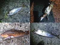 いろんなものが釣れましたが 2014/07/06 20:44:10