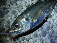 アジは居るのか？　～調査アジング～ 2014/05/24 12:40:00