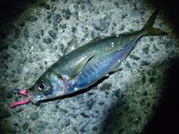 調査アジング　３度の釣行のまとめ 2014/05/30 11:59:04