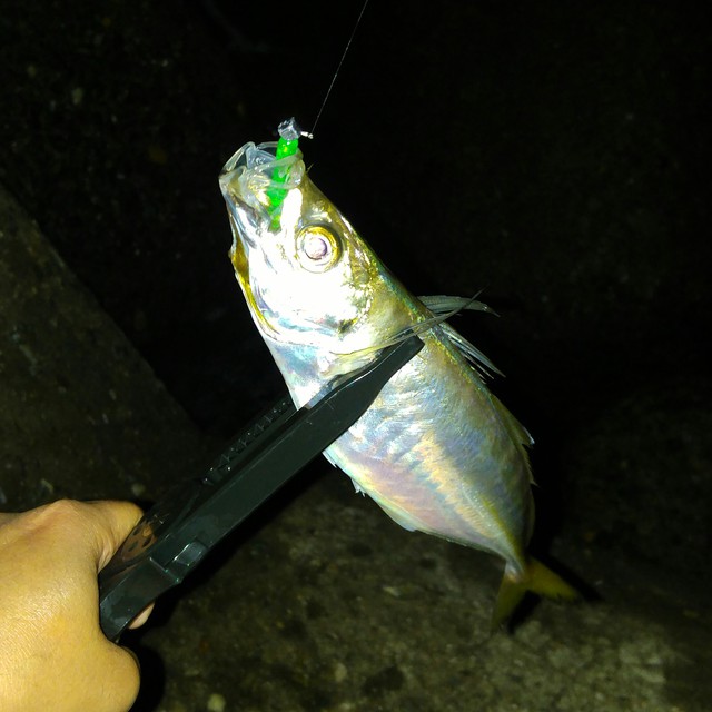 綺麗な釣果写真を