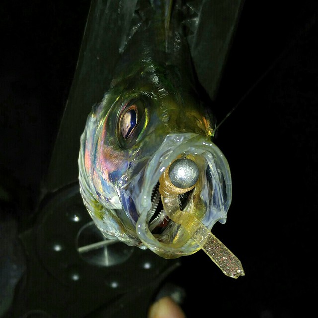 綺麗な釣果写真を