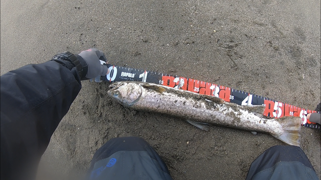 海トラウト