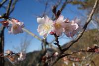 桜山 2015/12/01 23:35:32
