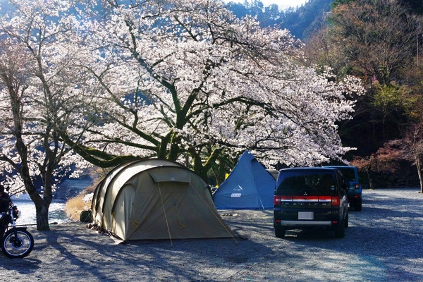 桜キャンプ 桜キャンプ